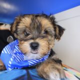 Squiggle Morkie 03