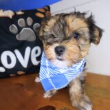 Squiggle Morkie 04