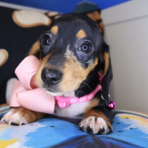 Starla Dachshund 01 Starla Dachshund 01