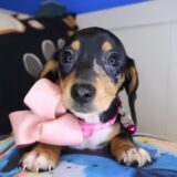 Starla Dachshund 03