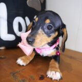 Starla Dachshund 04