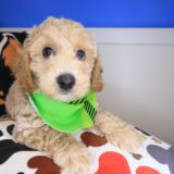 Storm Bichapoo 01