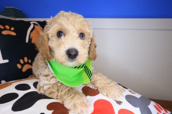 Storm Bichapoo 01