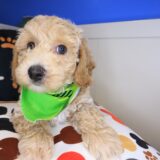 Storm Bichapoo 02