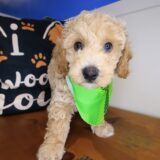 Storm Bichapoo 03