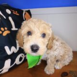 Storm Bichapoo 04