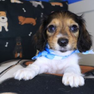 Striker Dachshund 01 Striker Dachshund 01