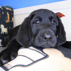 Sunny Labrador Retriever 01