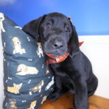 Sunny Labrador Retriever 02