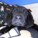 Sunny Labrador Retriever 03