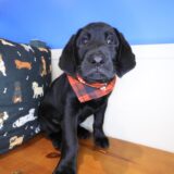 Sunny Labrador Retriever 04