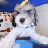 Sweetpea Poodle 01