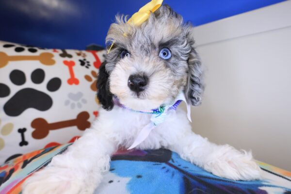 Sweetpea Poodle 01