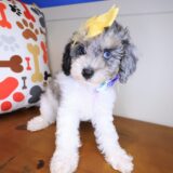 Sweetpea Poodle 02