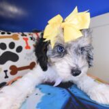 Sweetpea Poodle 03