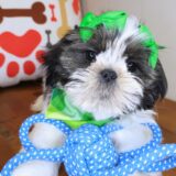 Tala Shih Tzu 01