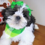 Tala Shih Tzu 02