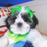 Tala Shih Tzu 03