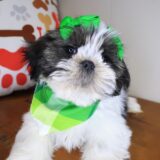 Tala Shih Tzu 04