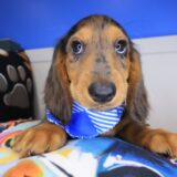 Tank Dachshund 01