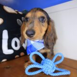 Tank Dachshund 04