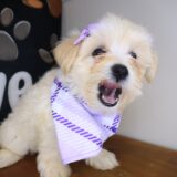 Tany Morkie 01