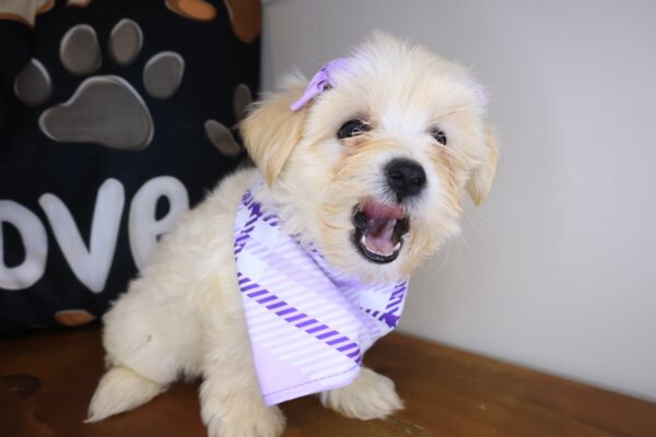 Tany Morkie 01