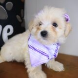 Tany Morkie 02