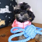 Taylor Shihpoo 01