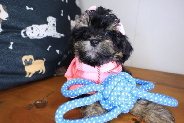 Taylor Shihpoo 01