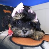 Taylor Shihpoo 02