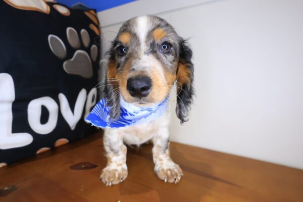 Tedd Dachshund 01