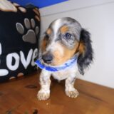 Tedd Dachshund 02