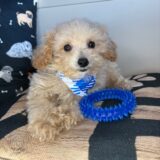 Tedd Maltipoo 01