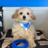 Tedd Maltipoo 02