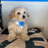 Tedd Maltipoo 04