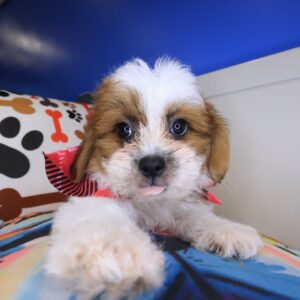 Teddi Teddy Bear 01 Teddi Teddy Bear 01