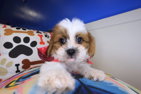 Teddi Teddy Bear 01