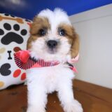 Teddi Teddy Bear 02
