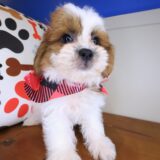 Teddi Teddy Bear 04