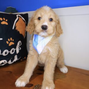 Thandie Goldendoodle 01 Thandie Goldendoodle 01