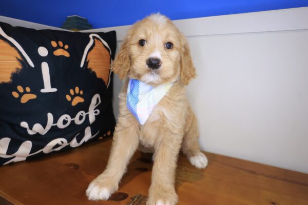Thandie Goldendoodle 01