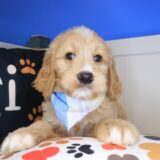 Thandie Goldendoodle 02