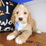 Thandie Goldendoodle 03