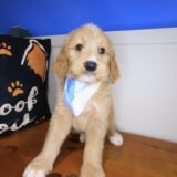 Thandie Goldendoodle 04