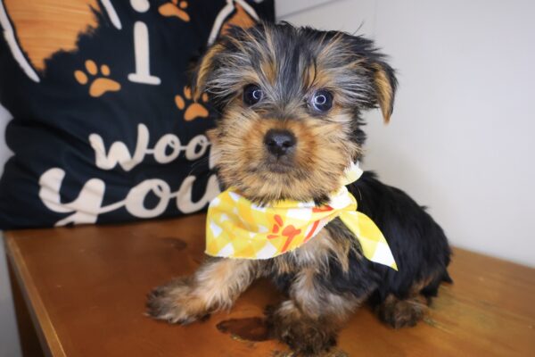 Titan Yorkshire Terrier 01