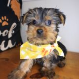Titan Yorkshire Terrier 03