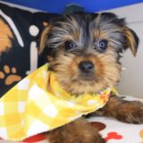 Titan Yorkshire Terrier 04