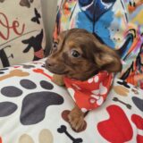 Toto Chihuahua 02