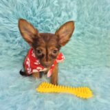 Toto Chihuahua 03